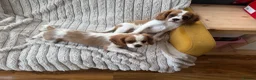 Cavalier King Charles Spaniel dogs for sale: 2 Blenheim cavalier King Charles spaniel boys  - Advert 14