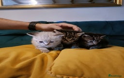 Mixed Breed cats for sale: Mixed bengal kittens - Image 5