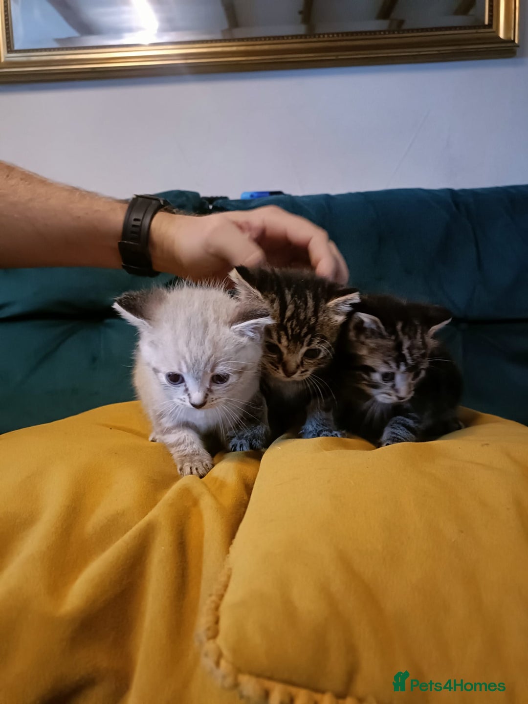 Mixed Breed cats for sale: Mixed bengal kittens - Image 5