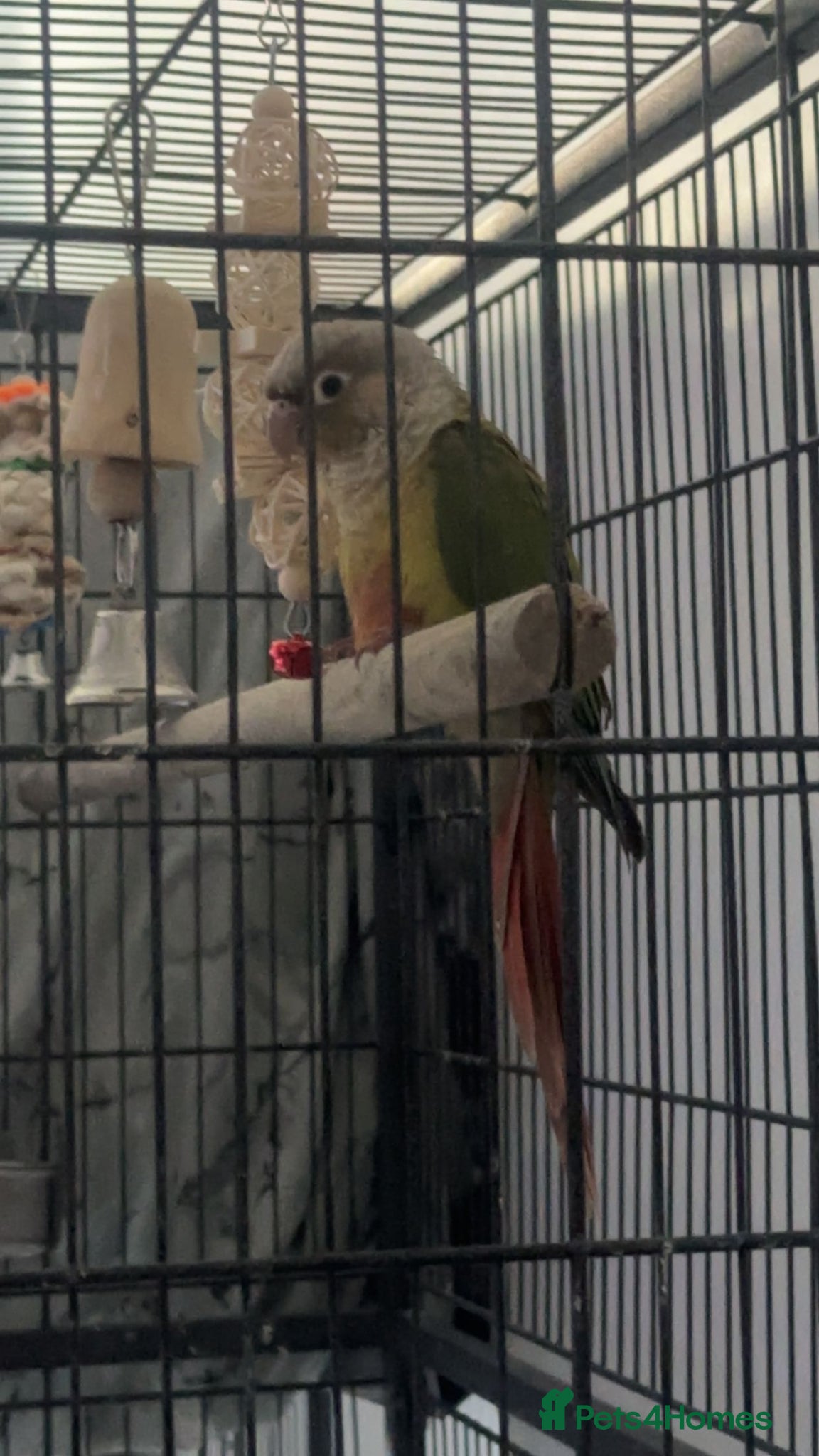 Conures birds Pineapple green-cheek conure called Iago. - Advert 1