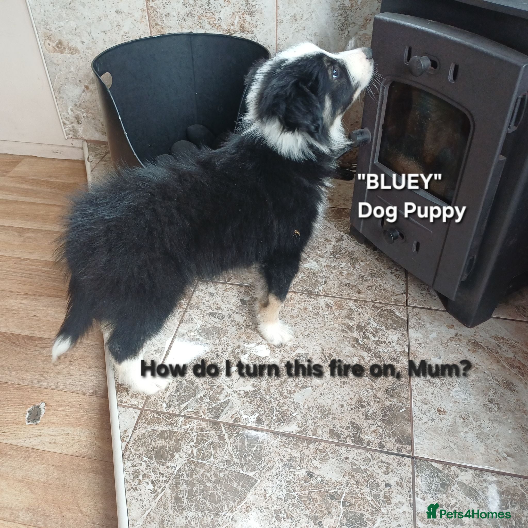 Border Collie dogs Border Collie Boy Puppies Ready Now. - Advert 1