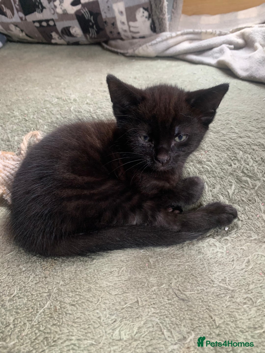 Domestic Shorthair cats for sale: Tabby kittens for sale - Image 38