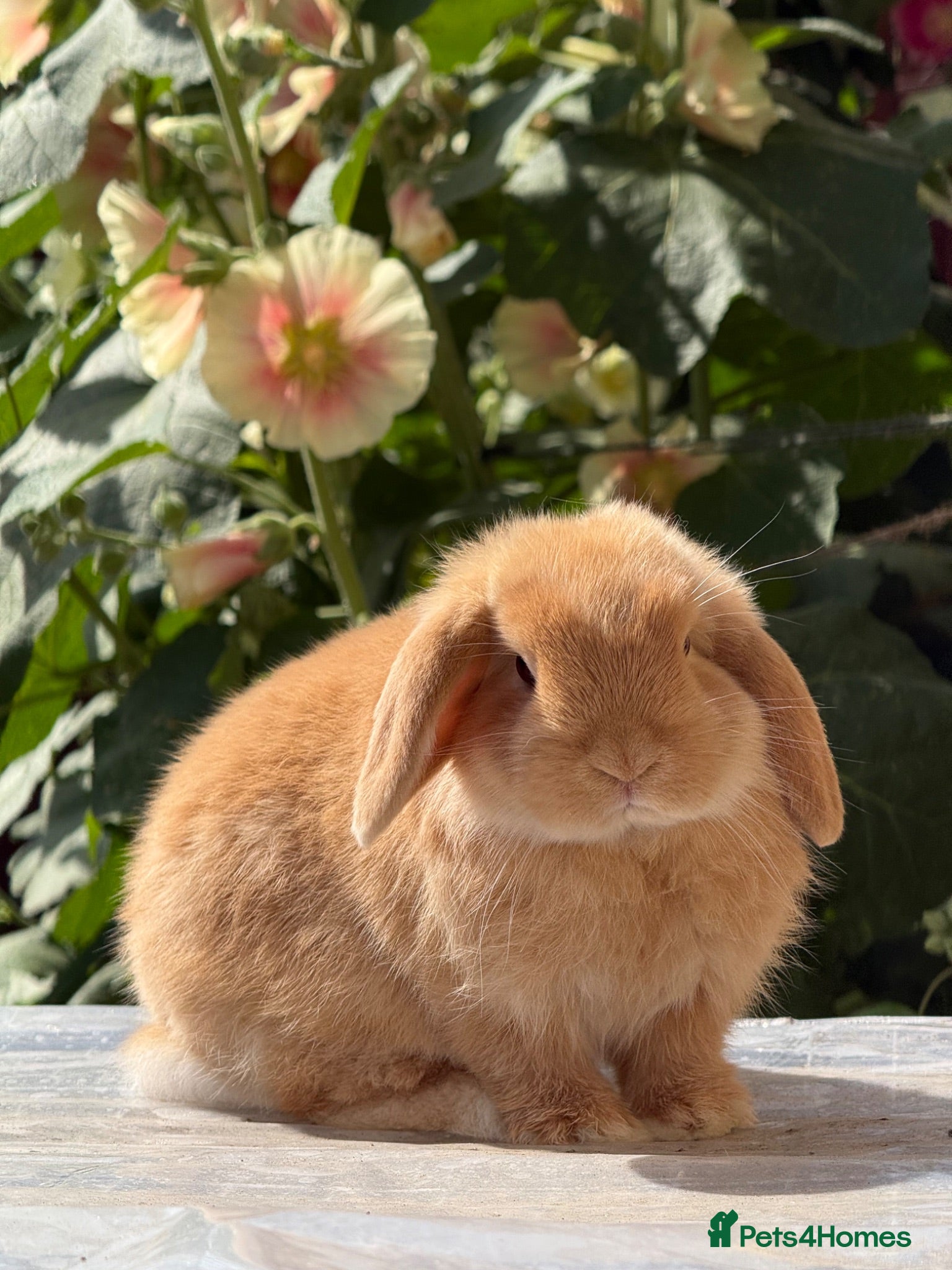 Mini Lop rabbits Orange Mini Lops, 1 buck, 1 doe - from show lines - Advert 1