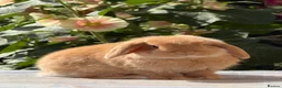 Mini Lop rabbits for sale: Orange Mini Lops, 1 buck, 1 doe - from show lines - Advert 1