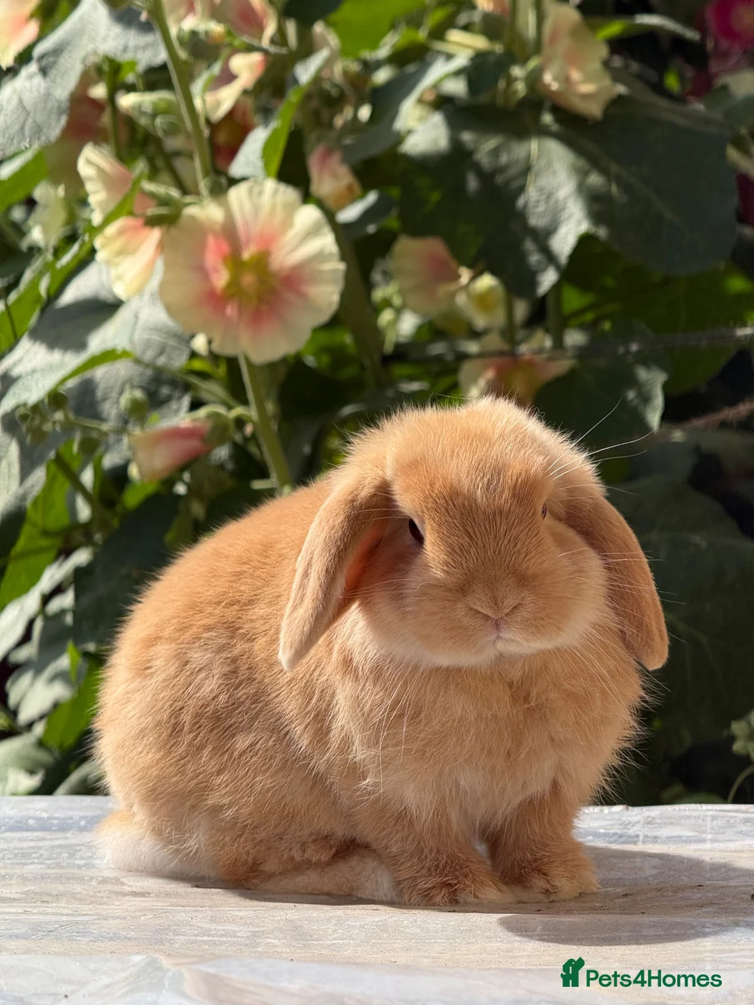 Mini Lop rabbits for sale: Orange Mini Lops, 1 buck, 1 doe - from show lines - Advert 1