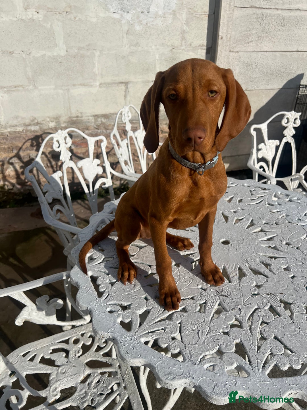 Hungarian Vizsla dogs for sale: 2 female Hungarian vizslas 17 weeks old - Image 10
