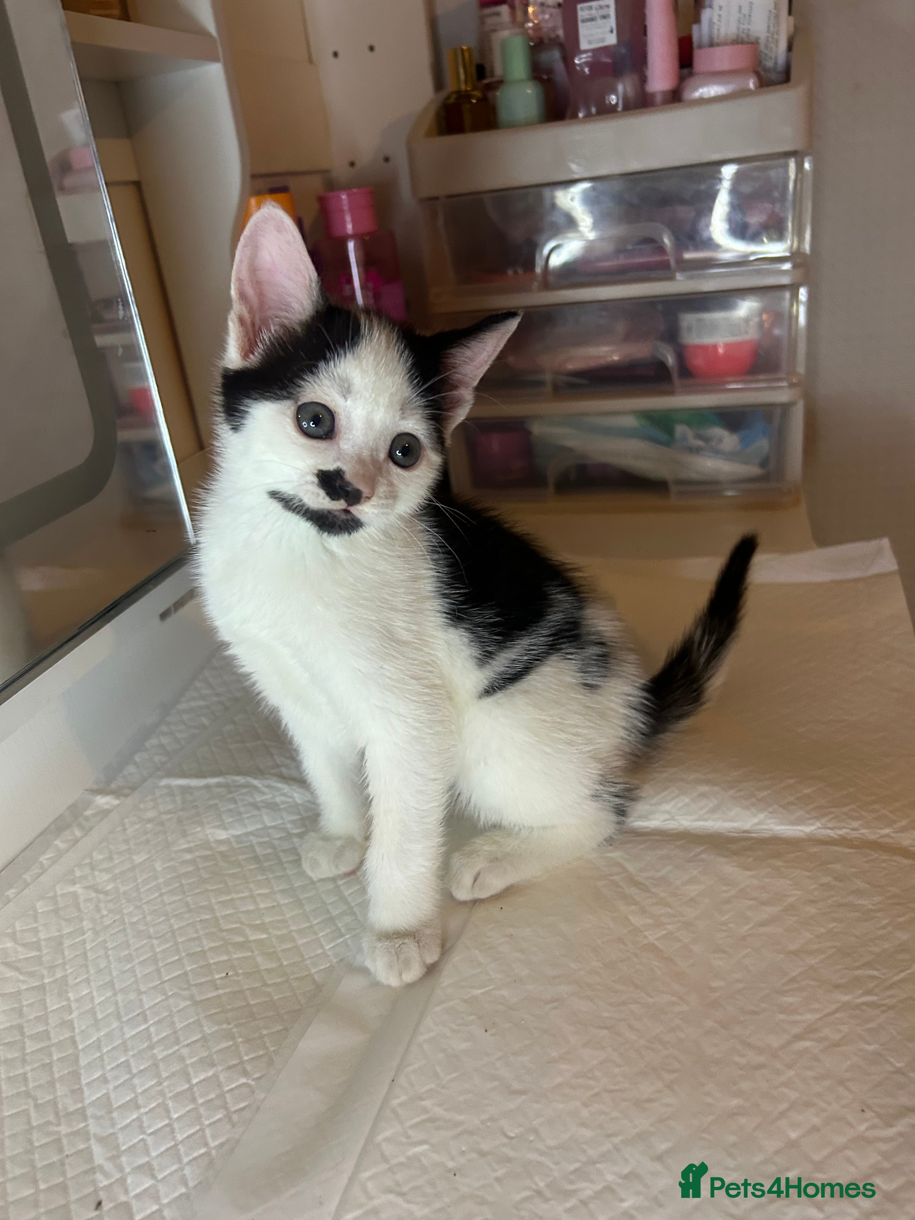 Mixed Breed cats KITTENS - Advert 3