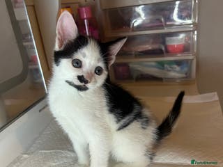 Mixed Breed cats KITTENS - Advert 3