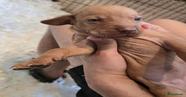 Hungarian Vizsla dogs in Sheerness - Advert 8