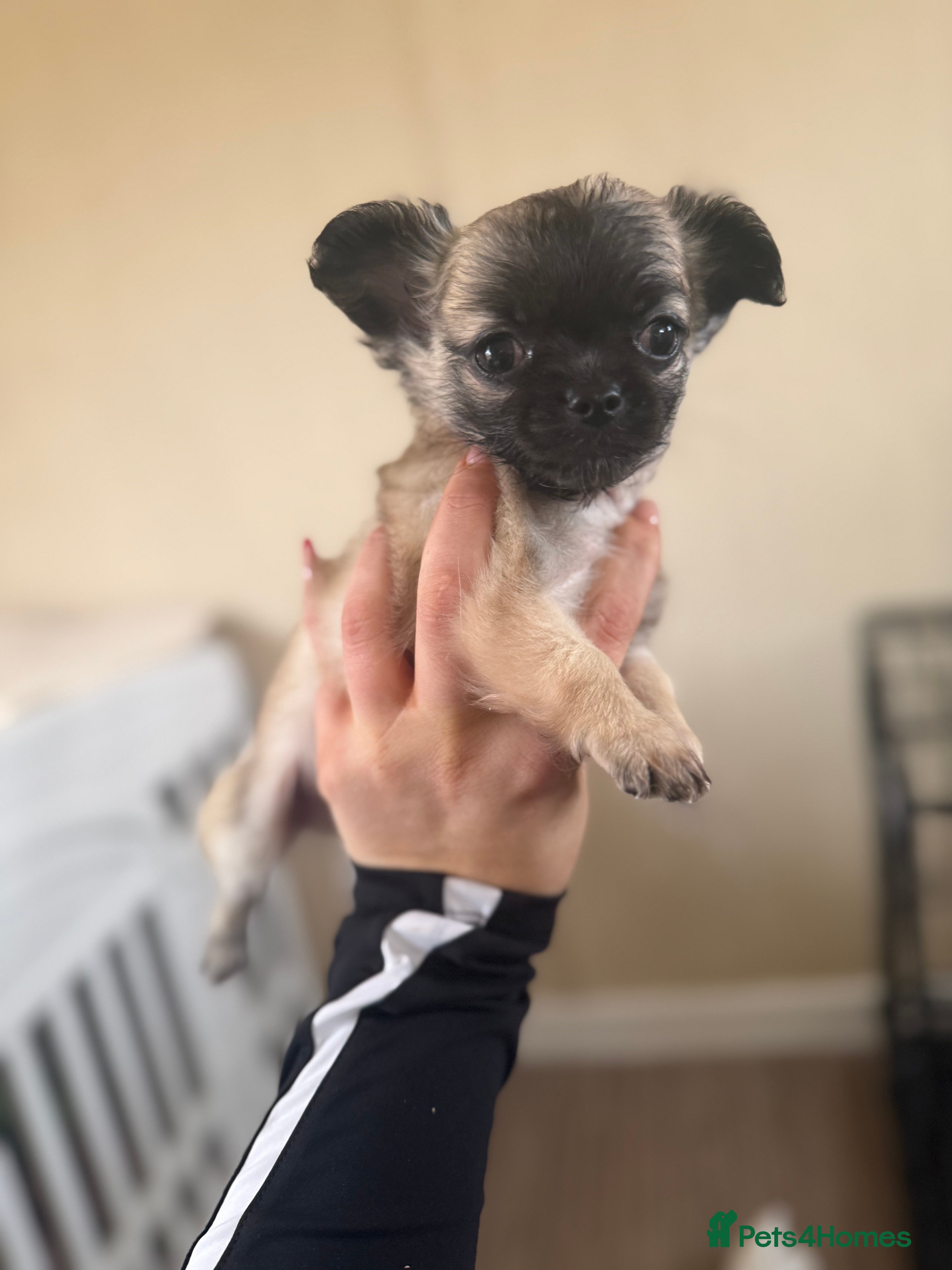 Chihuahua dogs Marley the chihuahua  - Advert 5