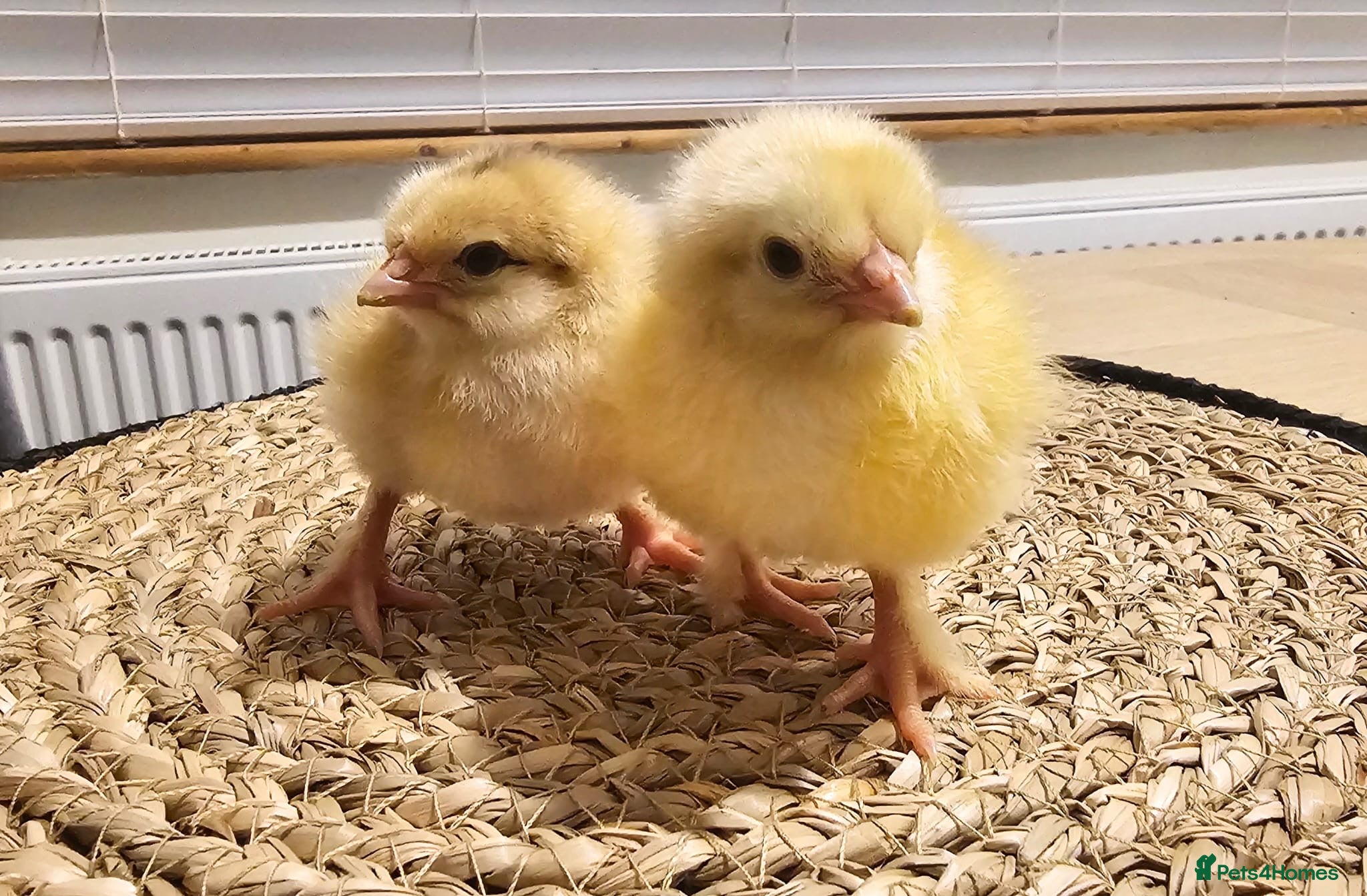 Chickens poultry Mixed hybrids chicks 🐣  - Advert 1