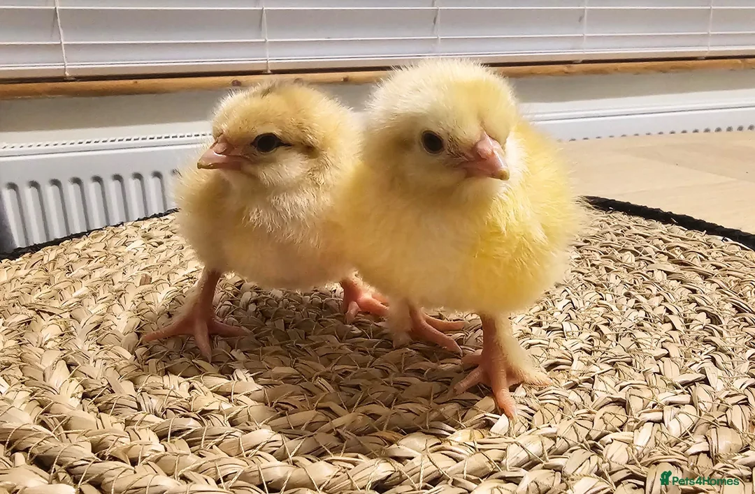 Chickens poultry for sale: Mixed hybrids chicks 🐣  - Advert 1