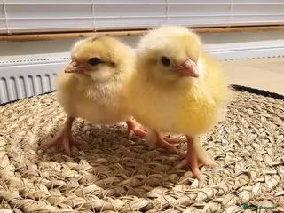Chickens poultry Mixed hybrids chicks 🐣 - Advert 1