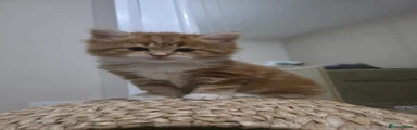 Mixed Breed Male Kitten 1 - Re-advertised