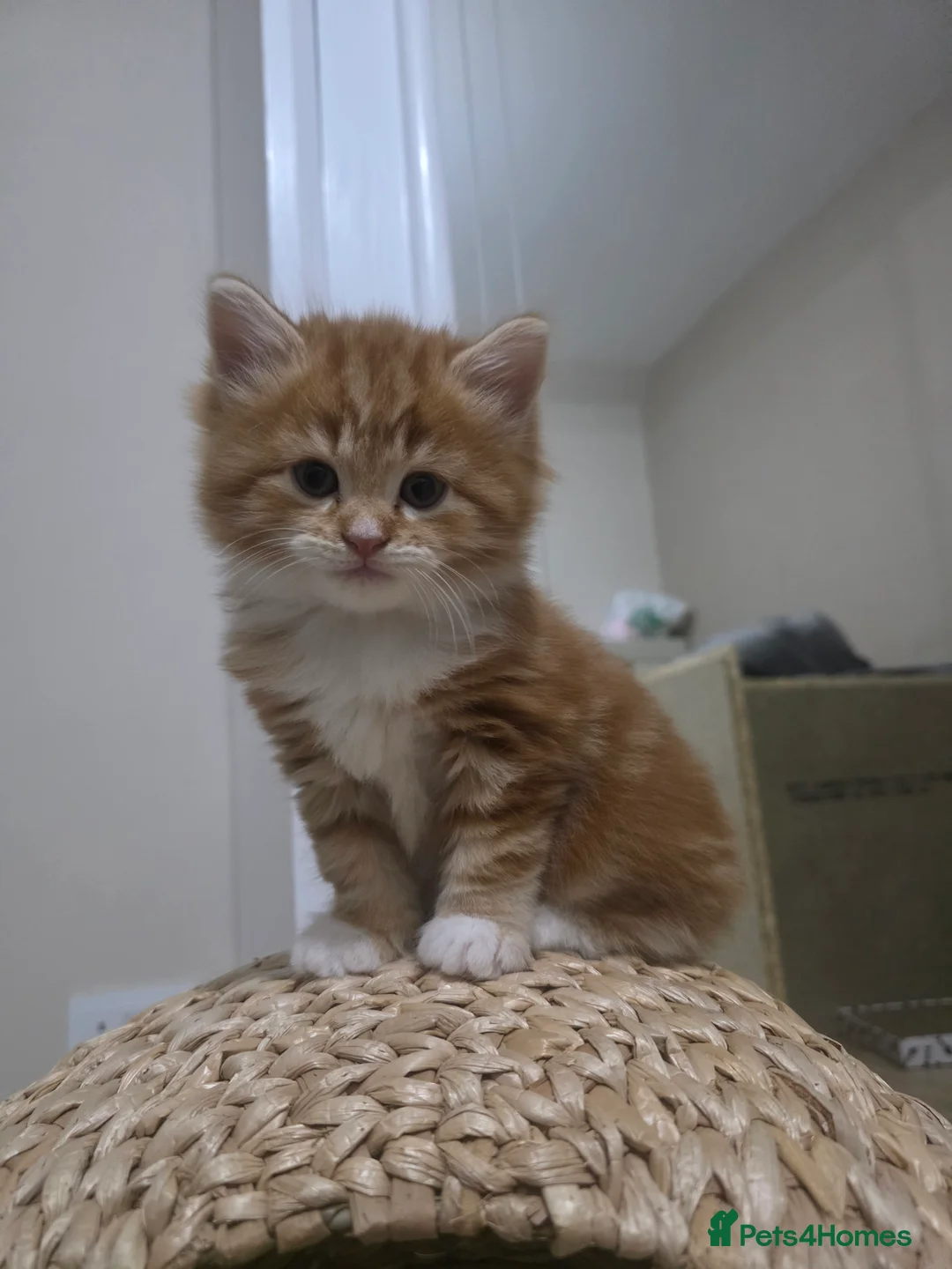 Mixed Breed cats for sale: Kittens looking for a 5* forever home - Advert 2