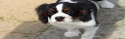 Cavalier King Charles Spaniel dogs for sale: Beautiful Cavalier King Charles Spaniel male  - Advert 6