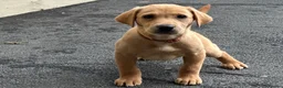Labrador Retriever dogs for sale: KC REGISTERED LABRADOR PUPPIES - Advert 4