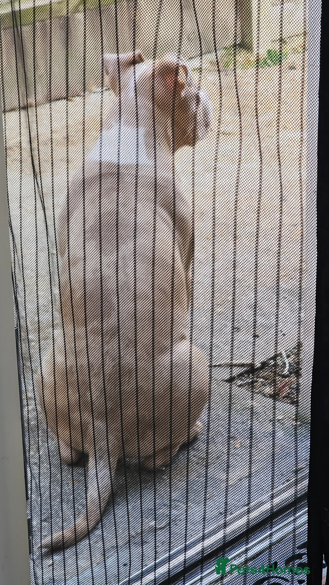 Mixed Breed dogs for sale: Beautiful boy  - Advert 4