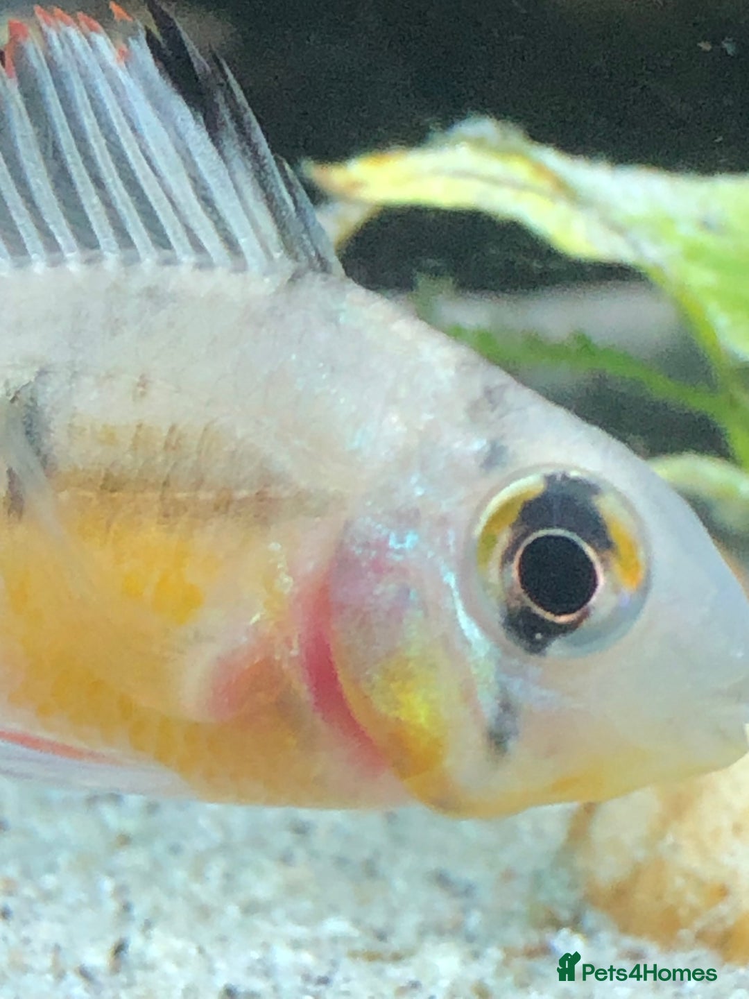 Cichlids fish for sale: Bolivian ram - Advert 2