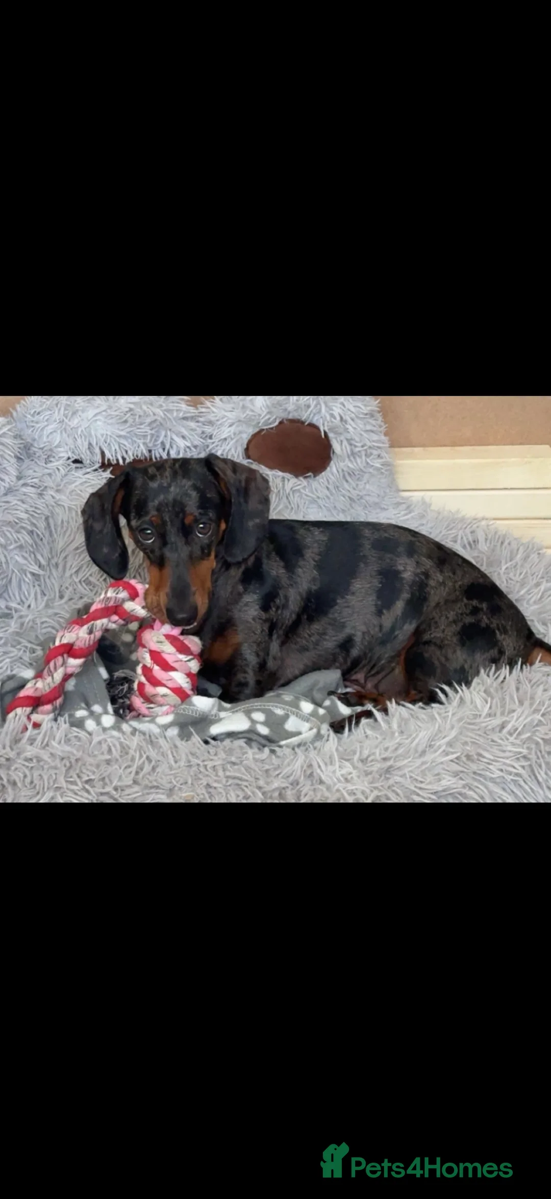 Dachshund dogs for sale: 7 beautiful dachshund pups - Advert 5