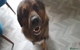 Caucasian Shepherd Dog dogs for sale: 5 year old male - Image 10