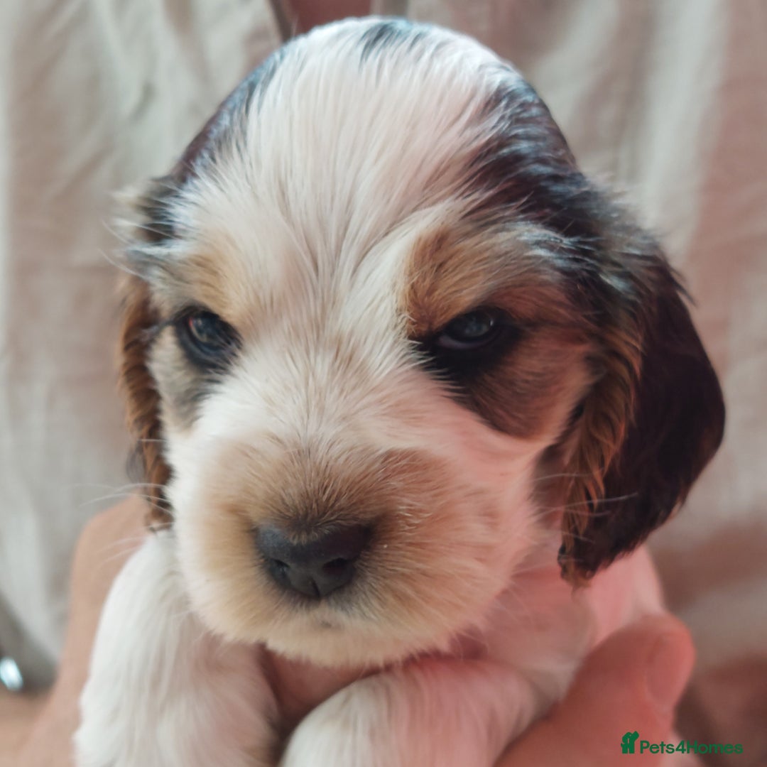 Cocker Spaniel dogs for sale: Kc Reg show type cocker spaniel puppies  - Image 32