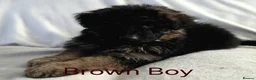 German Shepherd dogs for sale: Gorgeous German Shepherd Puppies For Sale - Advert 24