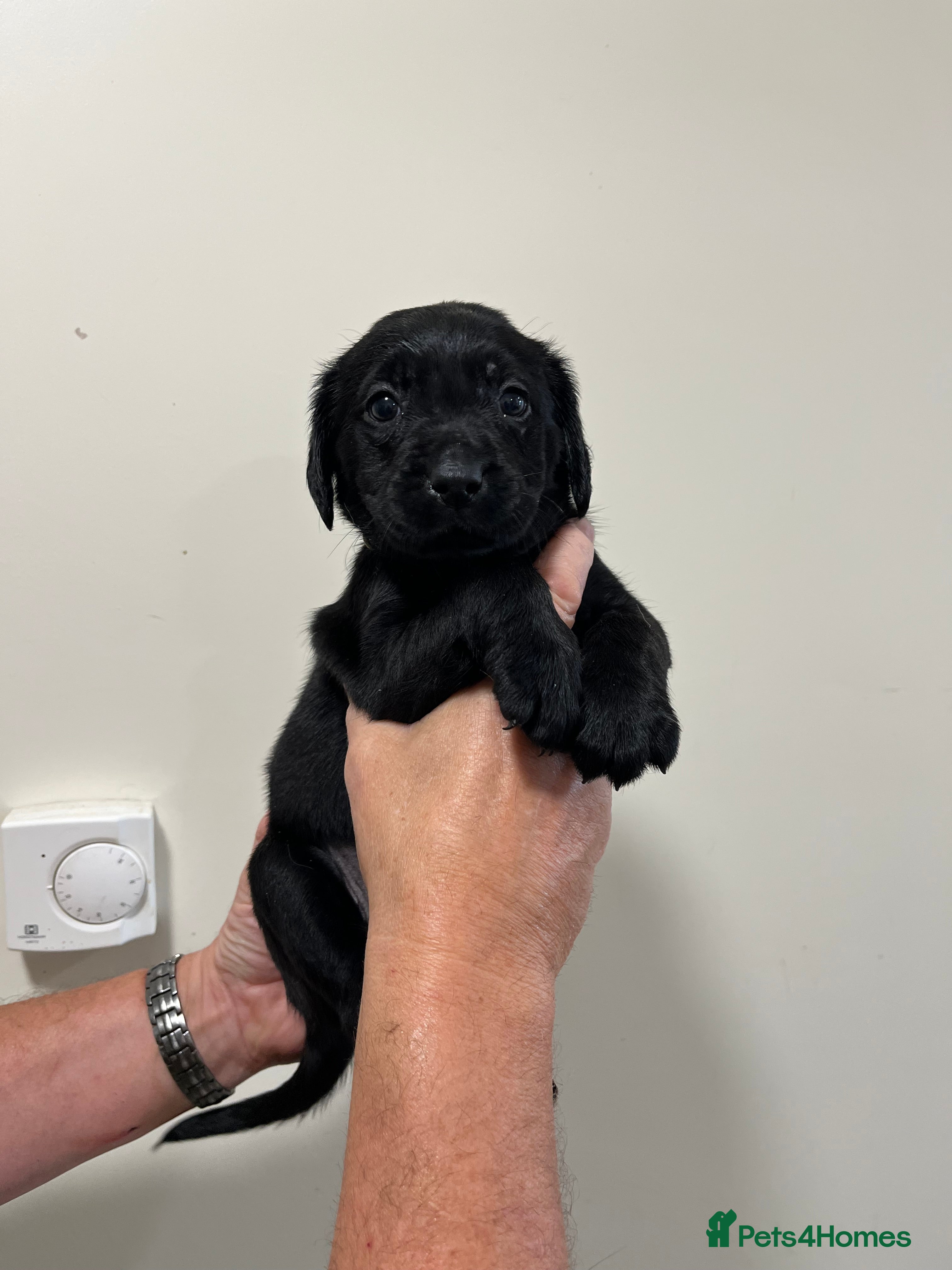 Labrador Retriever dogs Health Tested Parents Excellent FTCh Pedigree  - Advert 2
