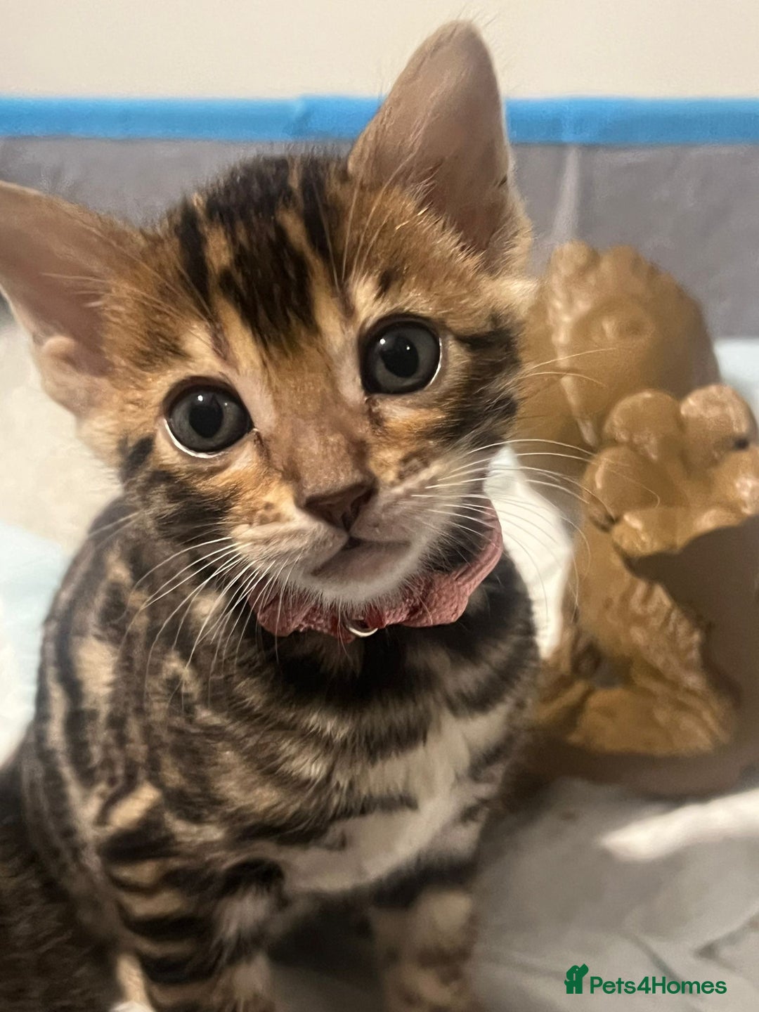 Bengal cats for sale: 💕 Adorable Rosetted bengal Kittens 💕 - Image 6