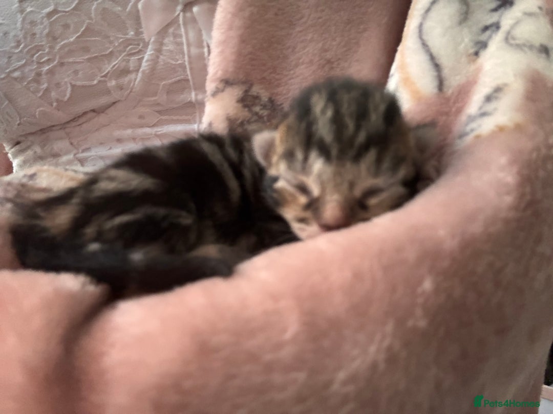 Mixed Breed cats for sale: Kittens Available for Adoption - Ready in Sept - Image 6