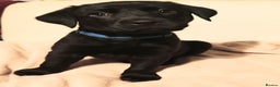 Labrador Retriever dogs for sale: *2 left* KC reg labs (READY TO GO NOW!) - Advert 23