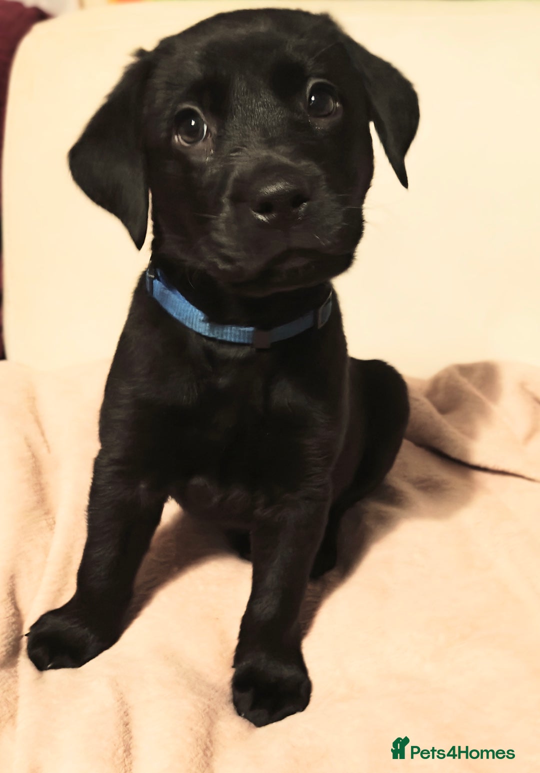 Labrador Retriever dogs for sale: *2 left* KC reg labs (READY TO GO NOW!) - Advert 23