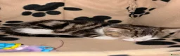 Mixed Breed cats for sale: 14 week old tabby girl kitten in Runcorn - Advert 2