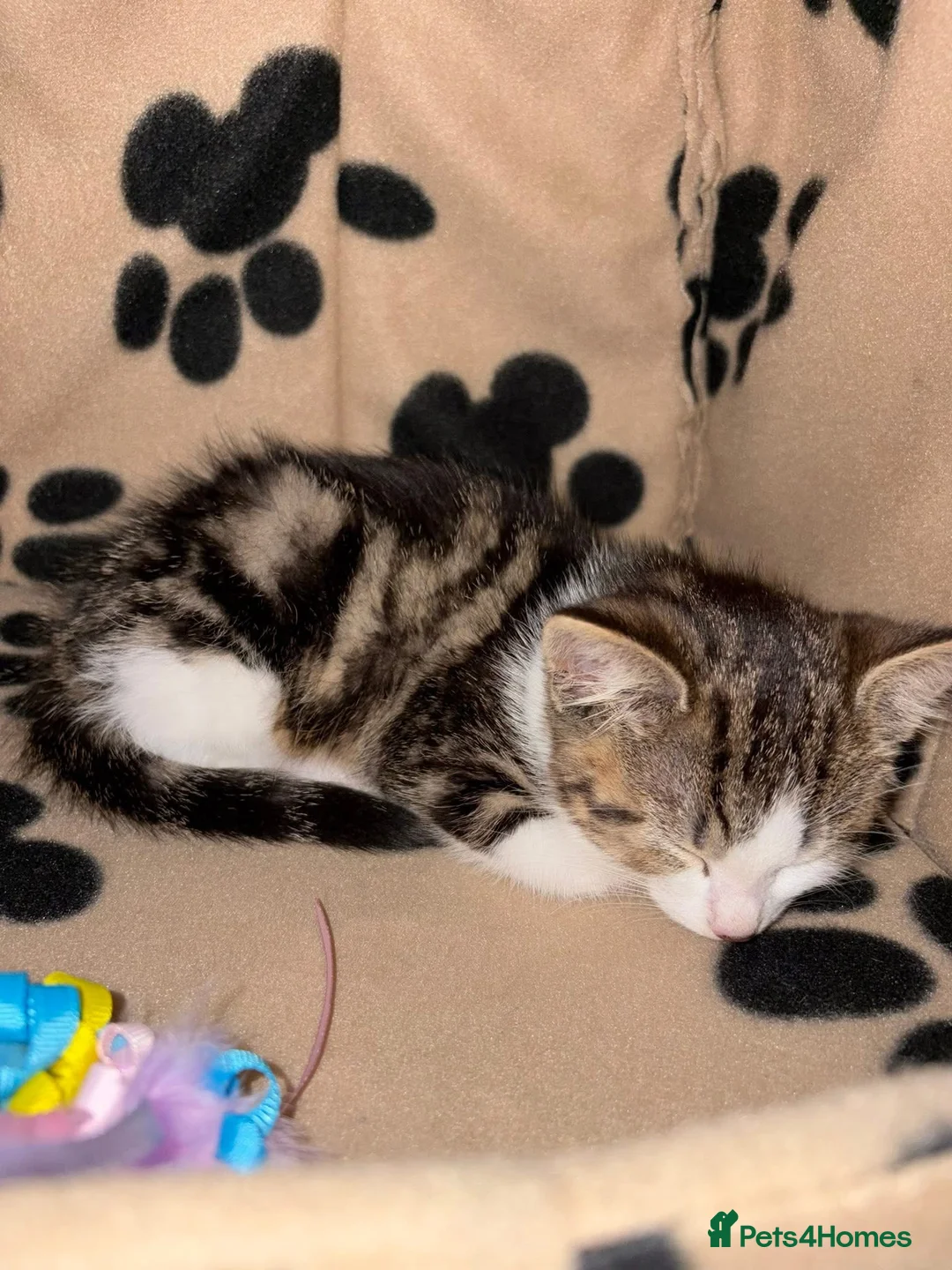 Mixed Breed cats for sale: 14 week old tabby girl kitten in Runcorn - Advert 2