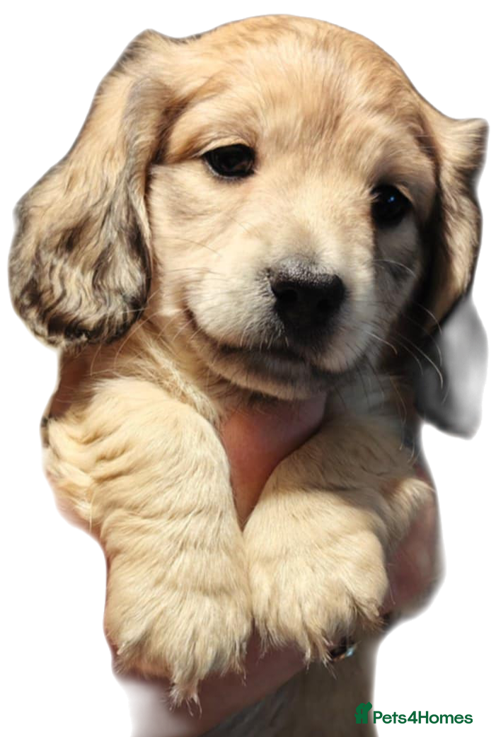 Miniature Dachshund dogs Miniature log haired - Advert 13