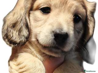 Miniature Dachshund dogs Miniature log haired - Advert 16