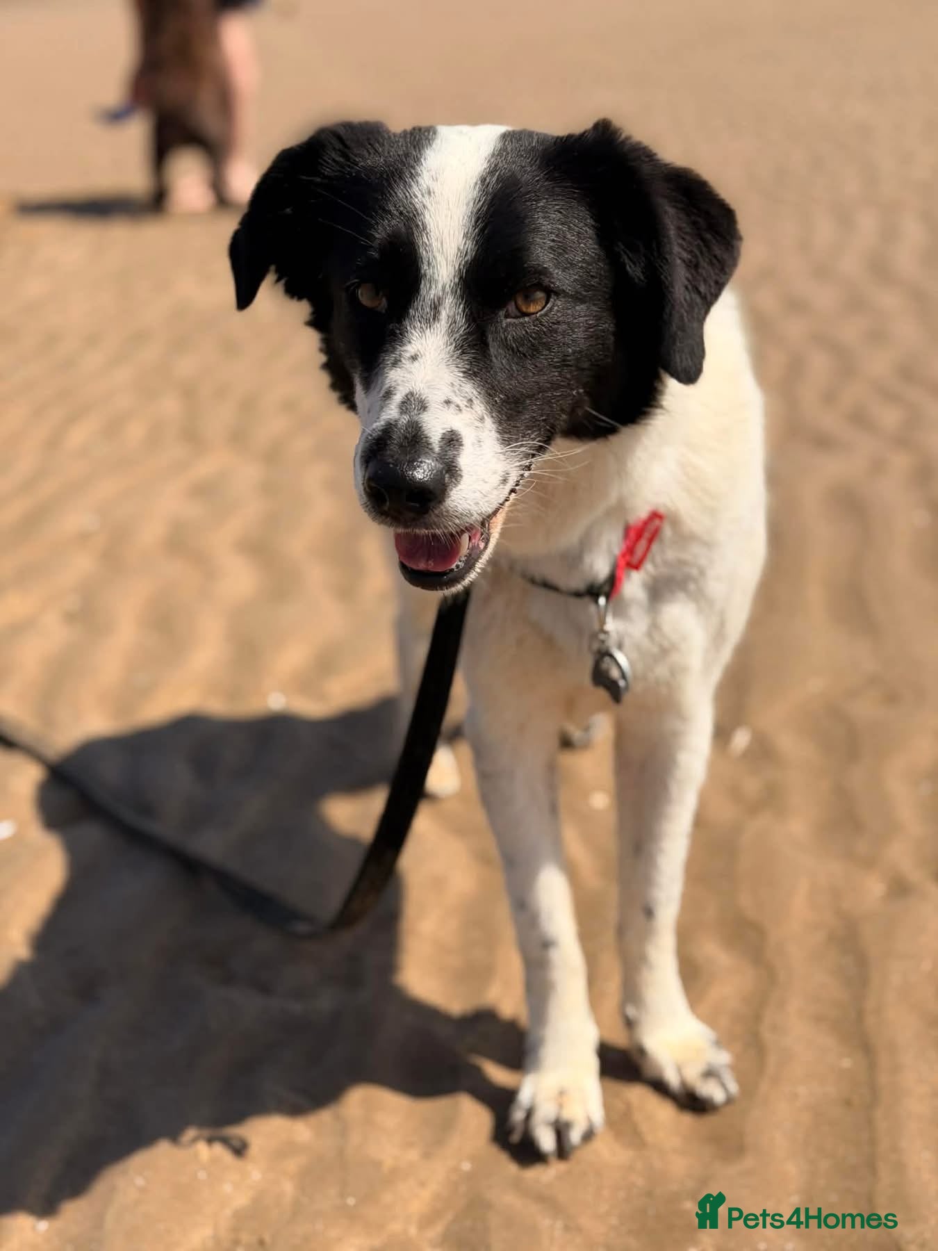 Mixed Breed dogs Lilly -Milton Keynes  - Advert 1