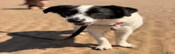 Mixed Breed dogs for adoption: Lilly -Milton Keynes  in Milton Keynes - Advert 1