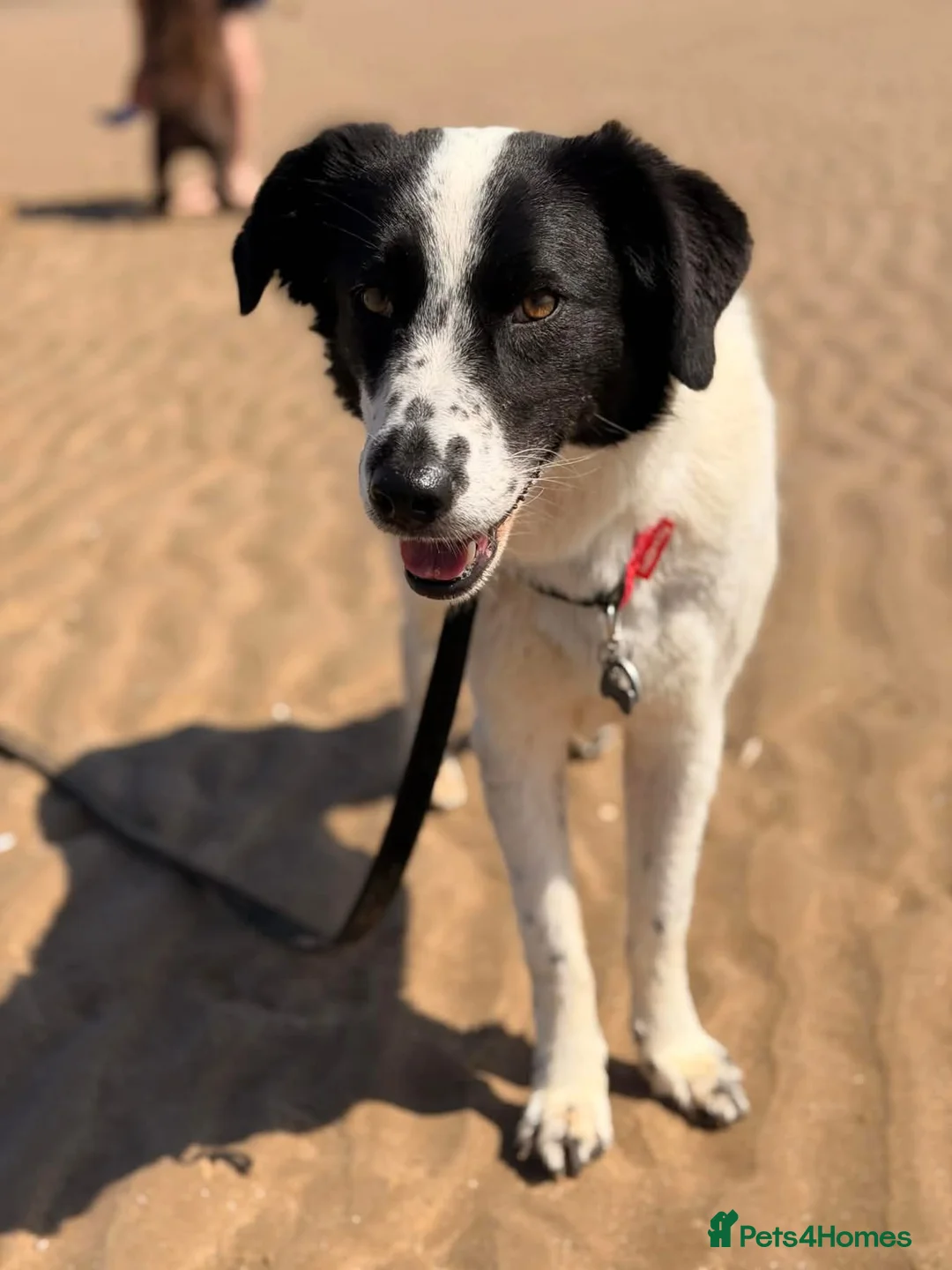 Mixed Breed dogs for adoption: Lilly -Milton Keynes  in Milton Keynes - Advert 1
