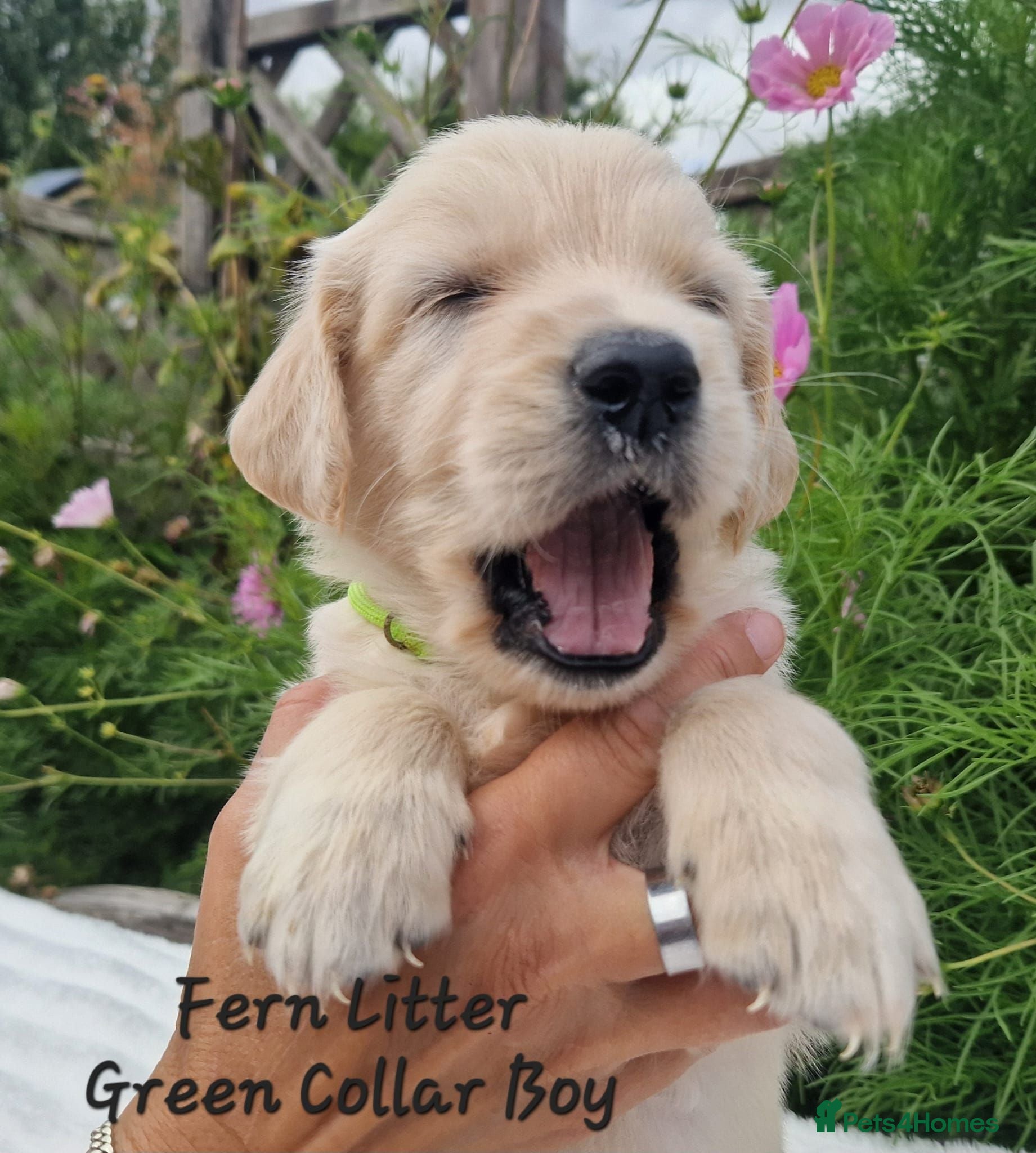 Golden Retriever dogs Quality Golden Retriever Puppies - Advert 1