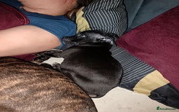 Mixed Breed dogs for sale: Staffy cross  - Image 3