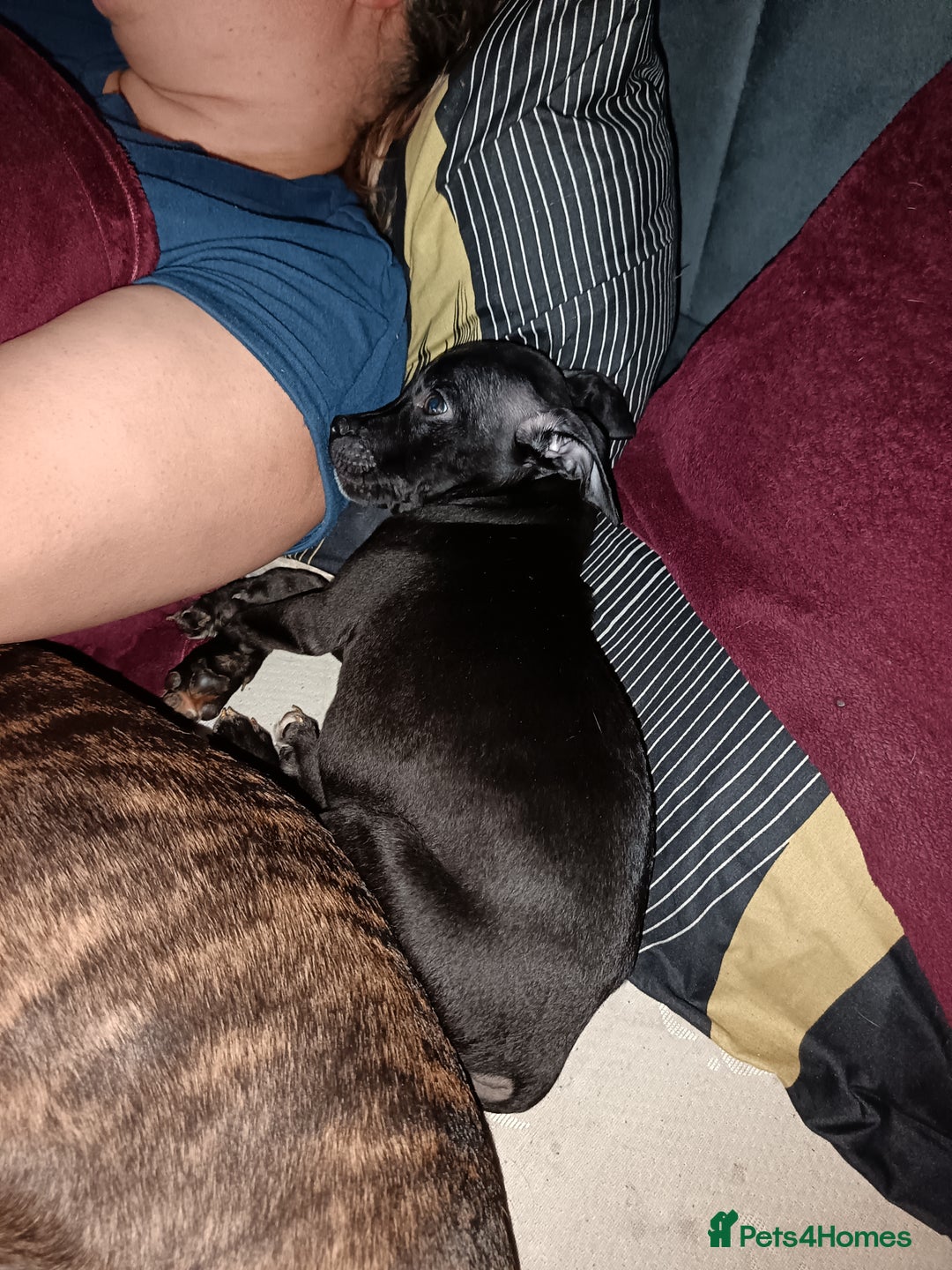 Mixed Breed dogs for sale: Staffy cross  - Image 3
