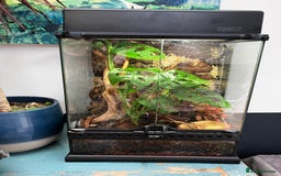 Frog reptiles for sale: Green anole & Green Tree frog & ecosystem! - Image 3