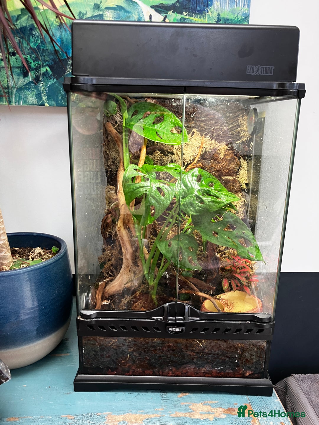 Frog reptiles for sale: Green anole & Green Tree frog & ecosystem! - Image 3