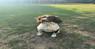 English Springer Spaniel dogs - Advert 5
