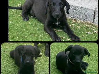 Mixed Breed dogs Beautiful F1 Bedlington Whippet - Advert 8
