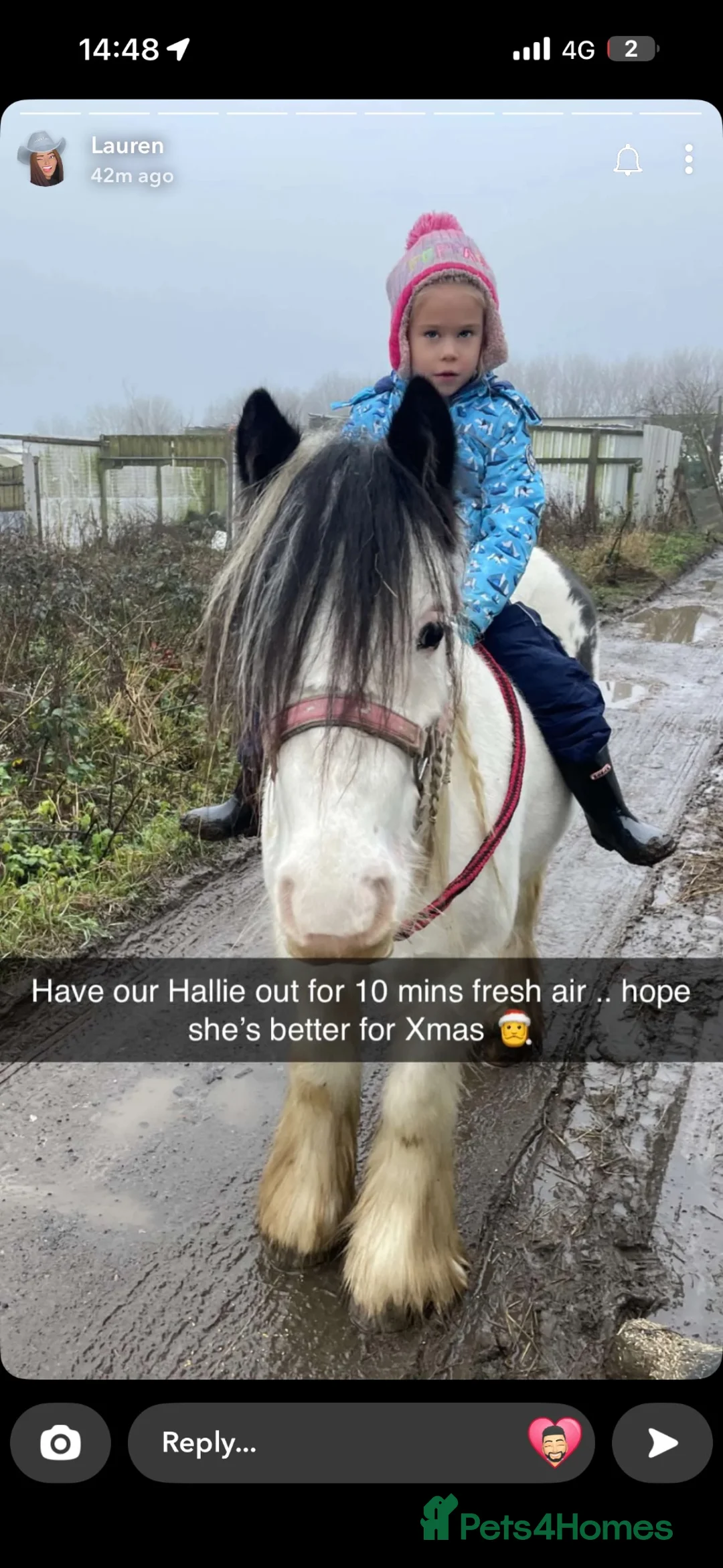 Irish Cob horses for sale: Child’s pony  - Advert 2