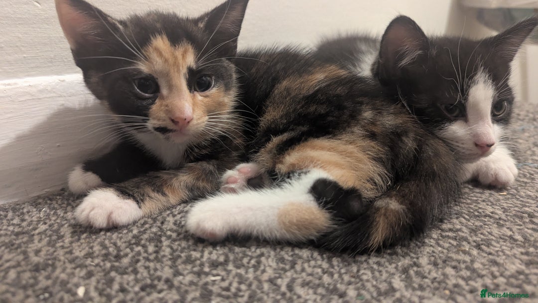 Mixed Breed cats for sale: White male kitten and 2 female kittens - Image 15