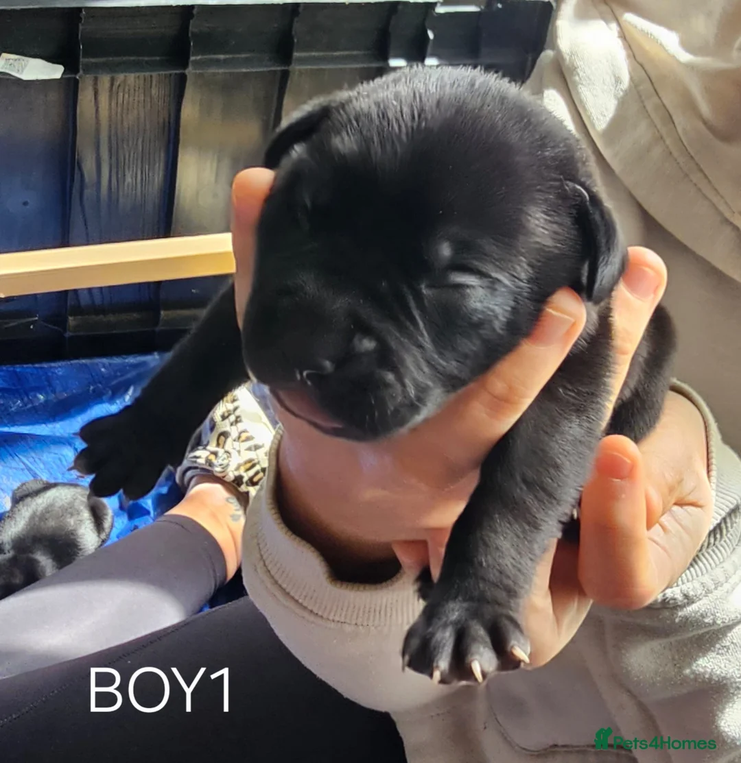 Mixed Breed dogs for sale: Dogue de bordeux x lab - Advert 13