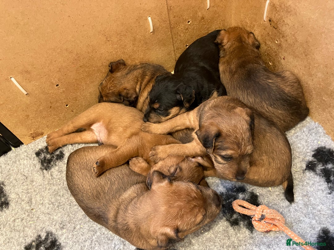 Lakeland Terrier dogs for sale: 5 Gorgeous Lakeland Terriers  - Image 11